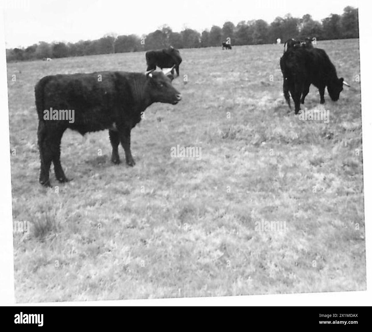 AGRICULTURAL FARMING - Cattle seen grazing in one of the fields ...