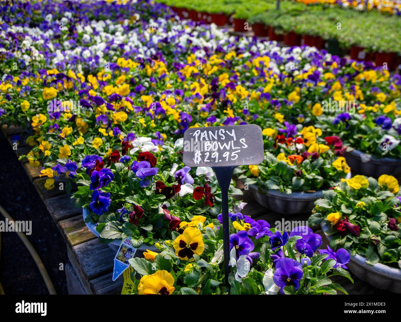 Pansies for sale at a nursery in New Jersey Stock Photo