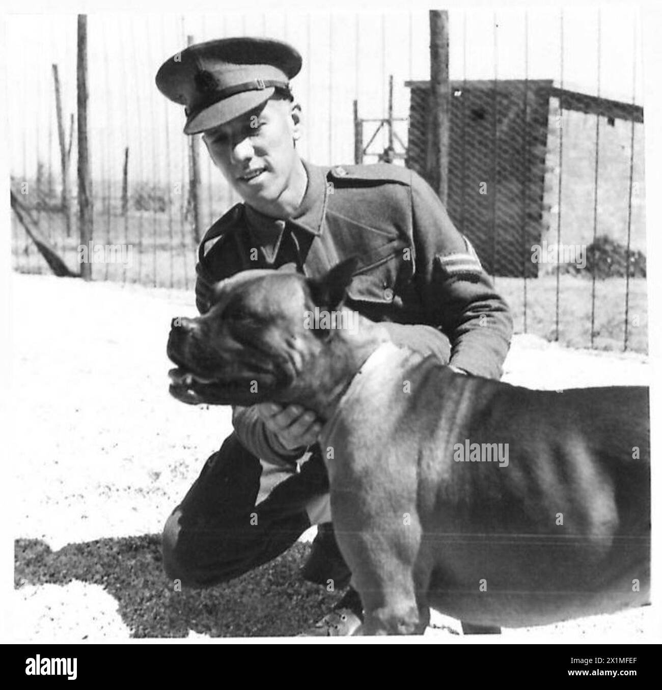 THESE PHOTOGRAPHS ARE TO ILLUSTRATE OBSERVER STORIES BY CAPT. SHEARER - Cpl. R. Gray of Towngate, Market Deeping, Peterborough, stroking his police dog 'Bruce'. Observer Story No. 79, British Army Stock Photo