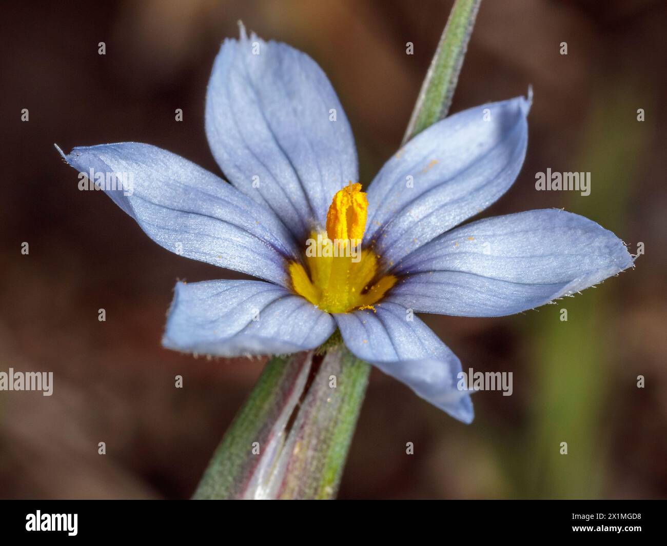 Sisyrinchium campestre (prairie blue-eyed grass or white-eyed grass)  May 13th,2023 Stock Photo