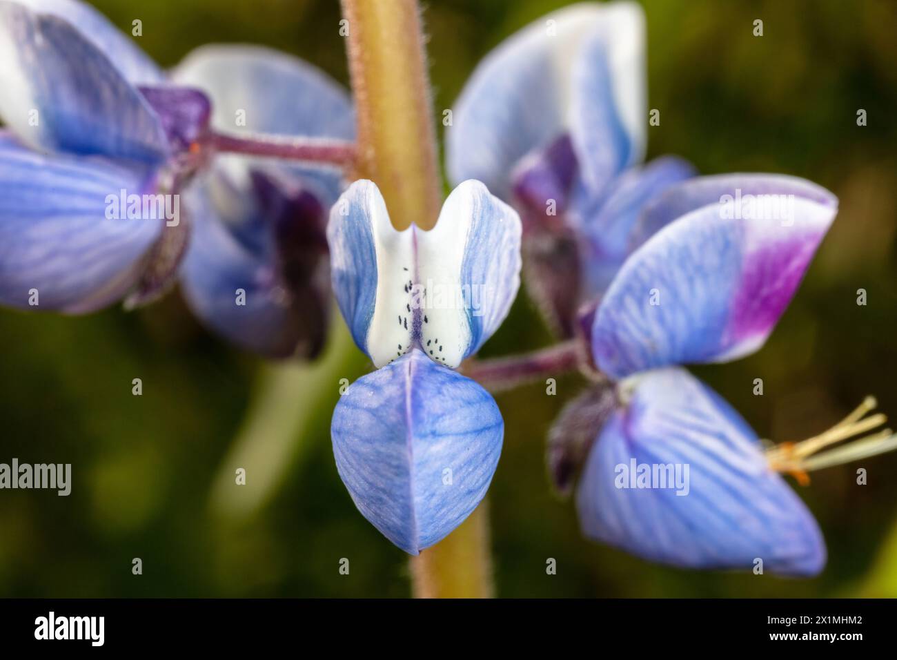 Lupinus perennis (also wild perennial lupine, wild lupine, sundial lupine, blue lupine, Indian beet, or old maid's bonnets)  May 21st, 2023 Stock Photo