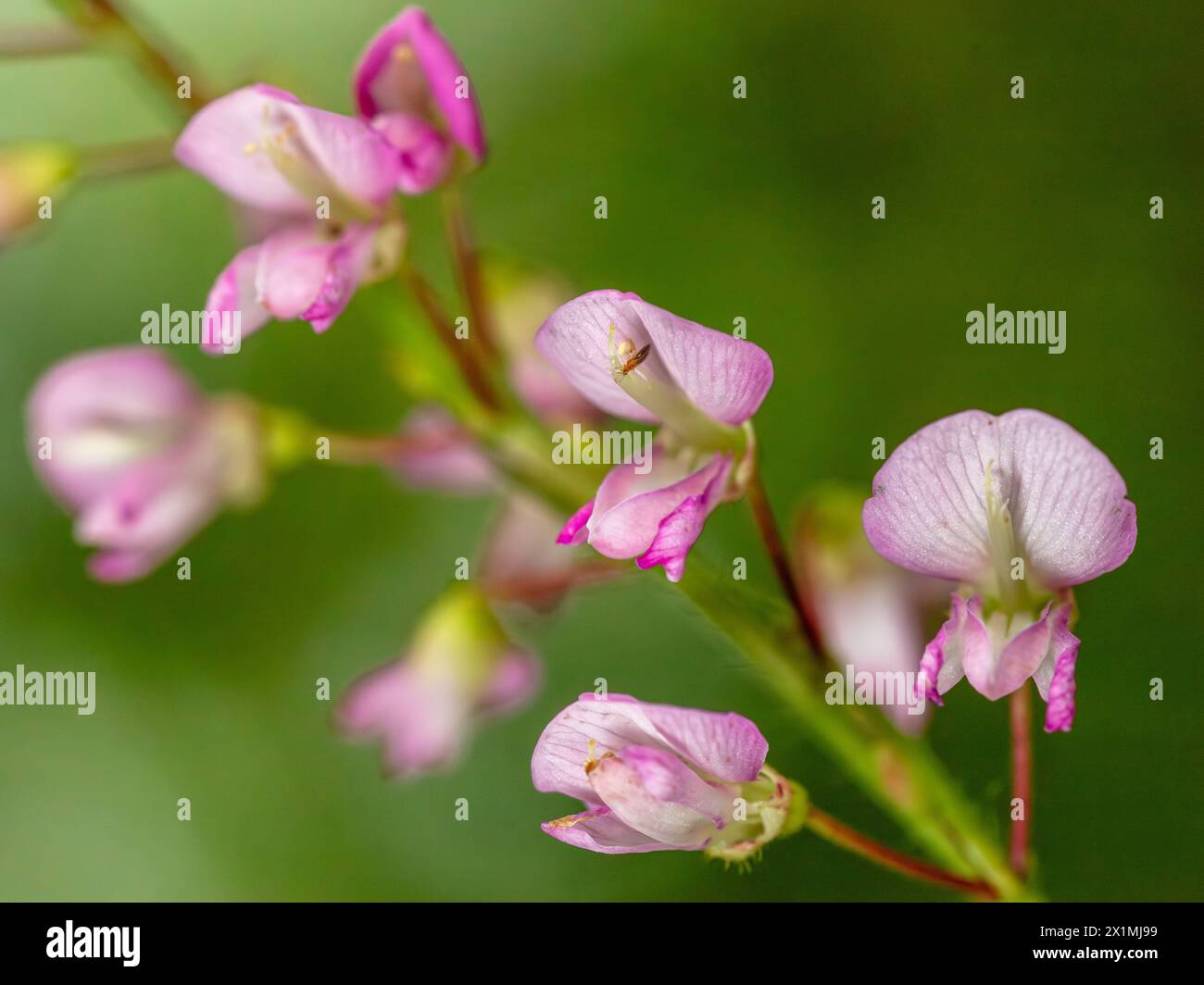 Cómo crecer Desmodium paniculatum | EarthOne, image size:1300x1064