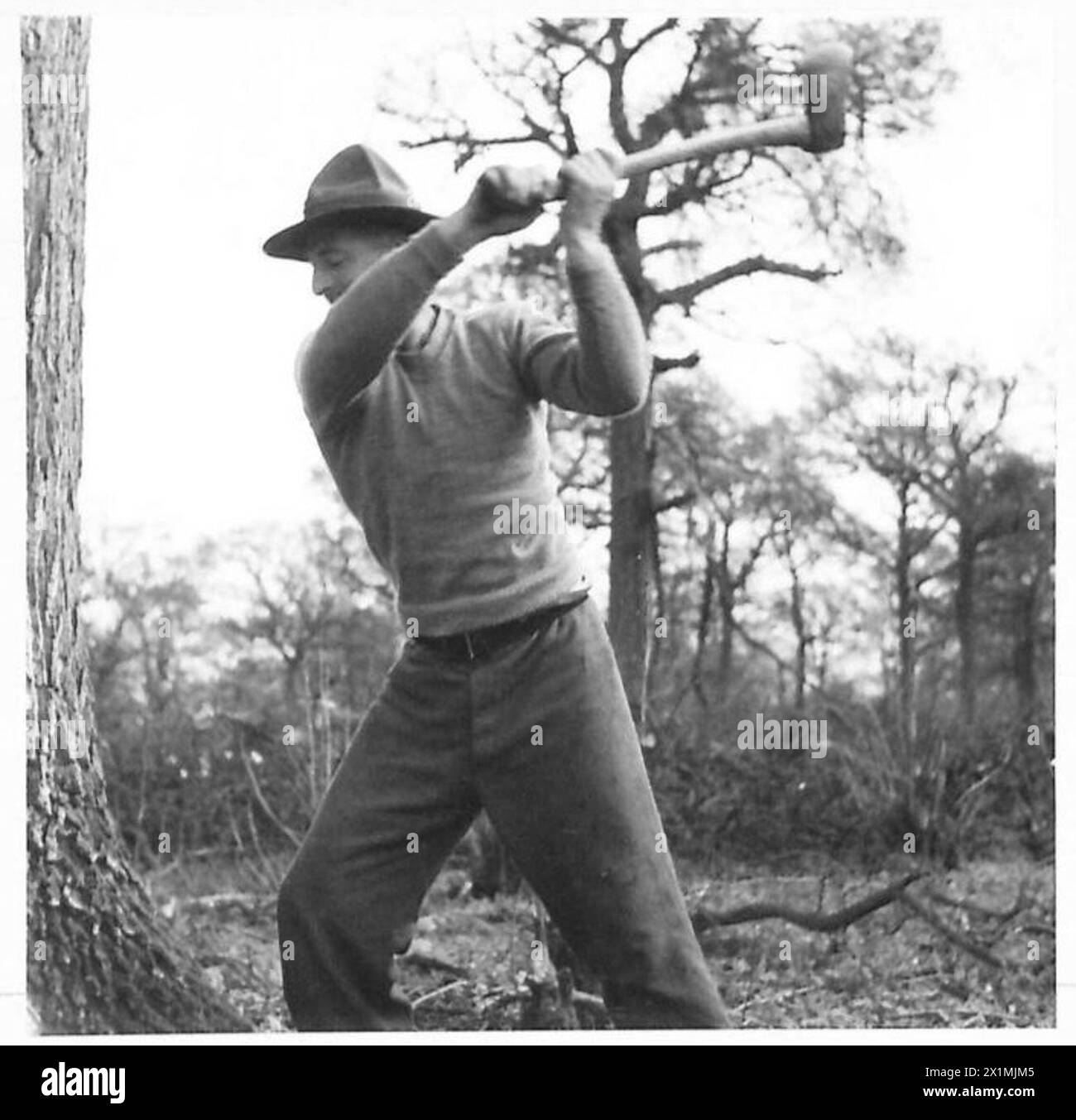 During cutting tree Black and White Stock Photos & Images - Alamy