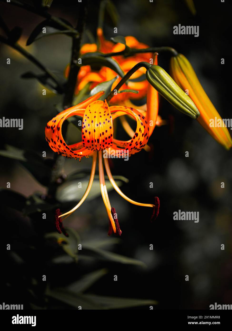 A vibrant orange tiger lily with spotted petals is in full bloom, surrounded by dark foliage; the mood is lively and fresh. This image can be used for Stock Photo