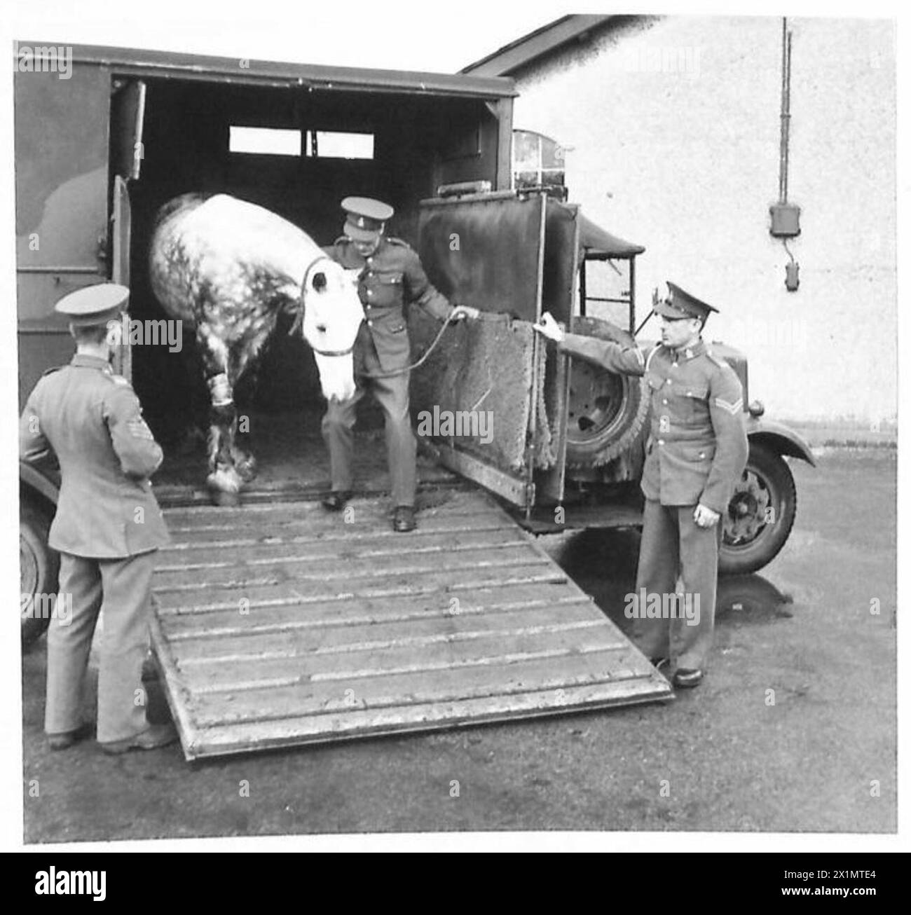 Horses arrive at a British Army Veterinary Hospital in a horse ...