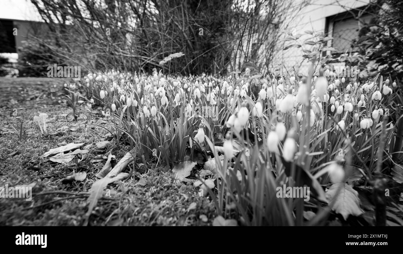 Schneeglöckchen im Garten Stock Photo