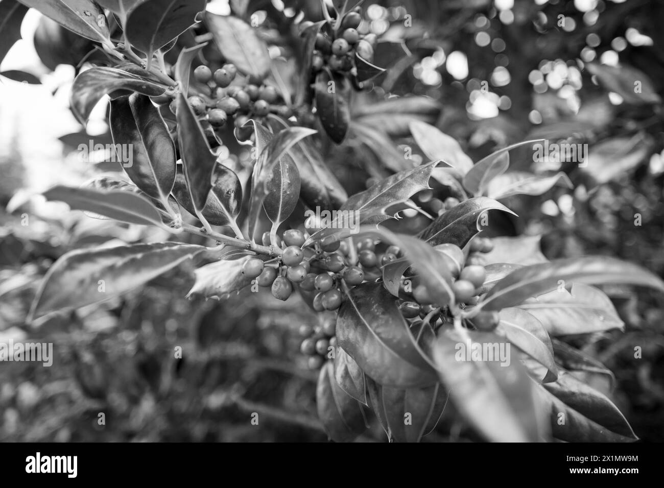 Beeren am Zweig Stock Photo - Alamy