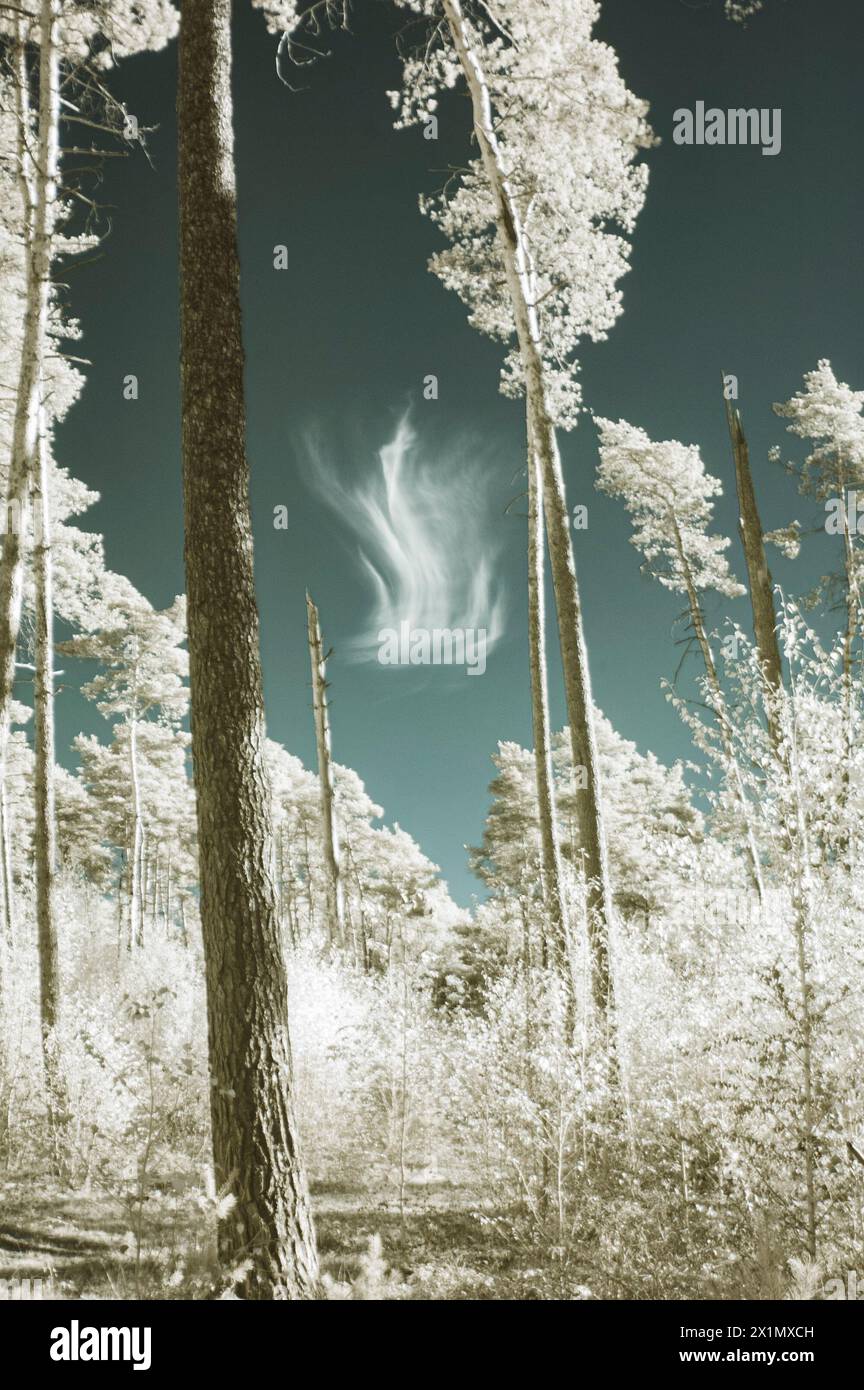 Eine Wolke hinter den Bäumen wie eine Flamme Stock Photo