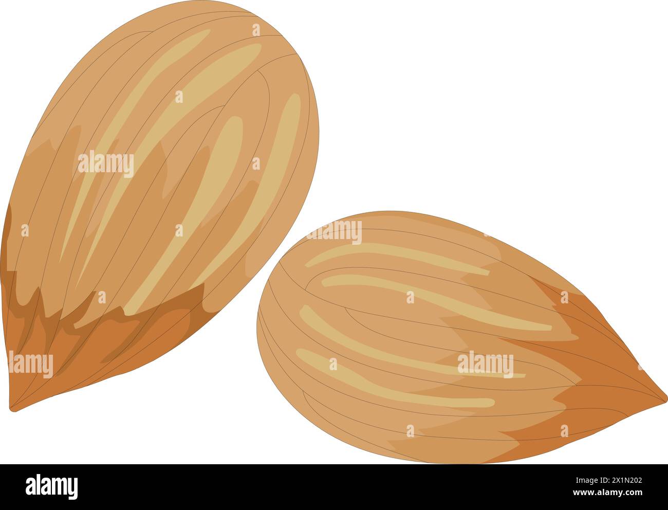 Almonds vector illustration Stock Vector