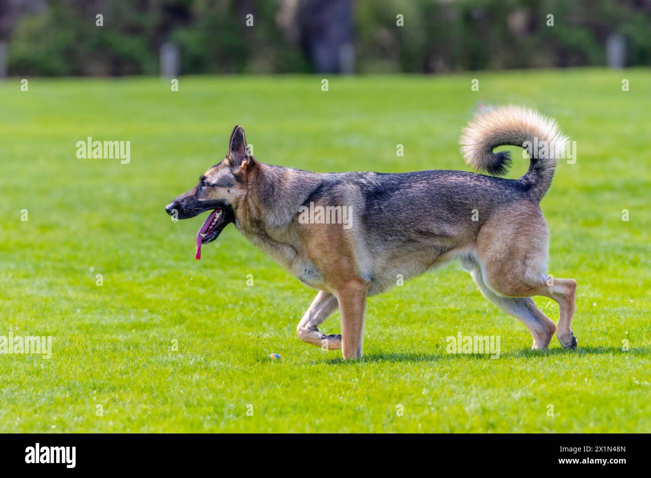 German shepherd running for a small ball Stock Photo