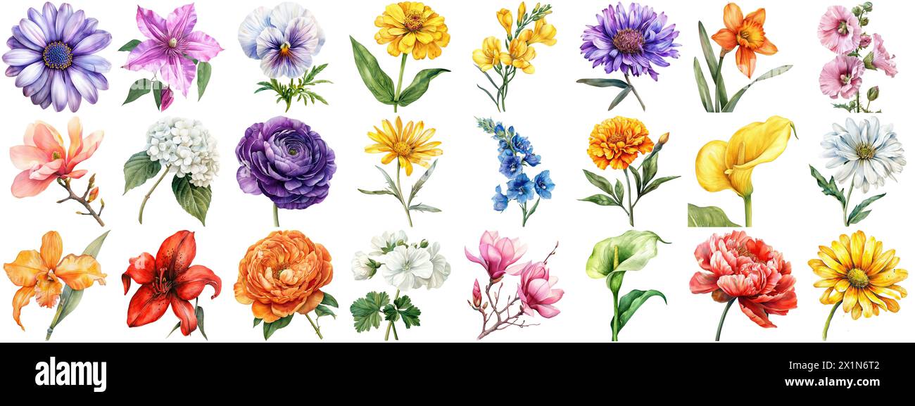 Watercolor flower set isolated background. Various floral collection of nature blooming flower clip art illustration element for retro flora wedding Stock Photo