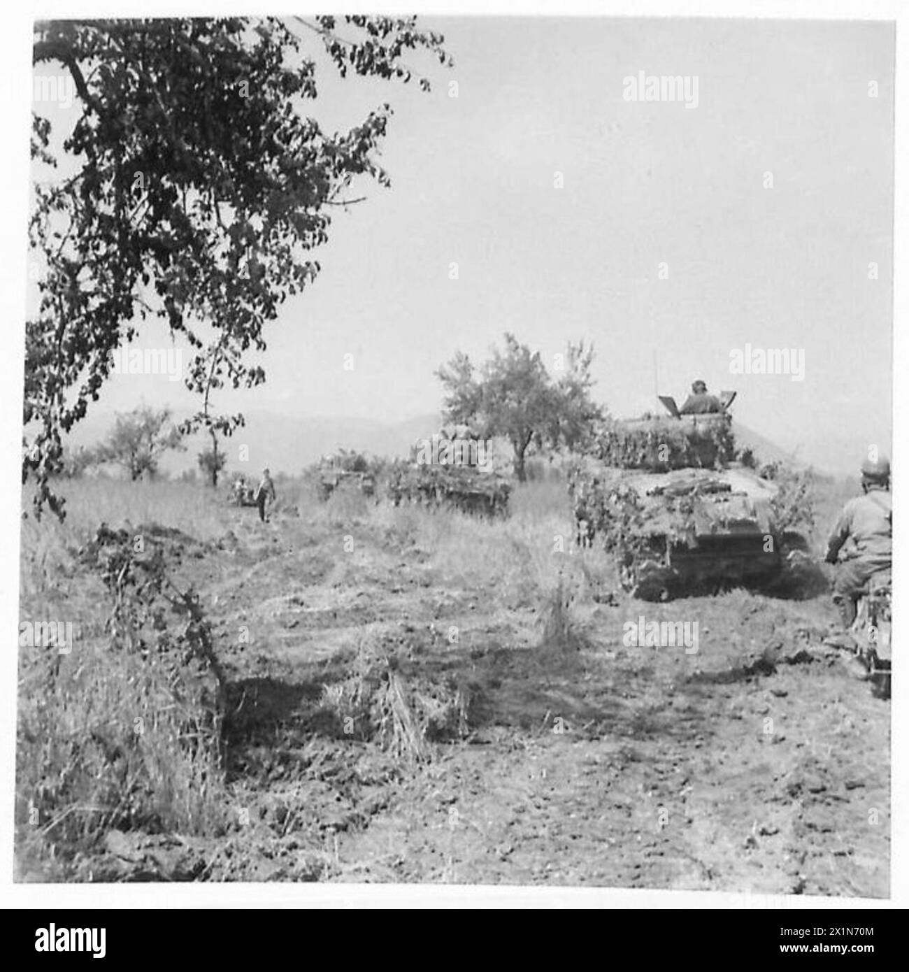 EIGHTH ARMY : THE BREAK THROUGH THE HITLER LINE - Tanks rumble through a cornfield in pursuit of the enemy, British Army Stock Photo