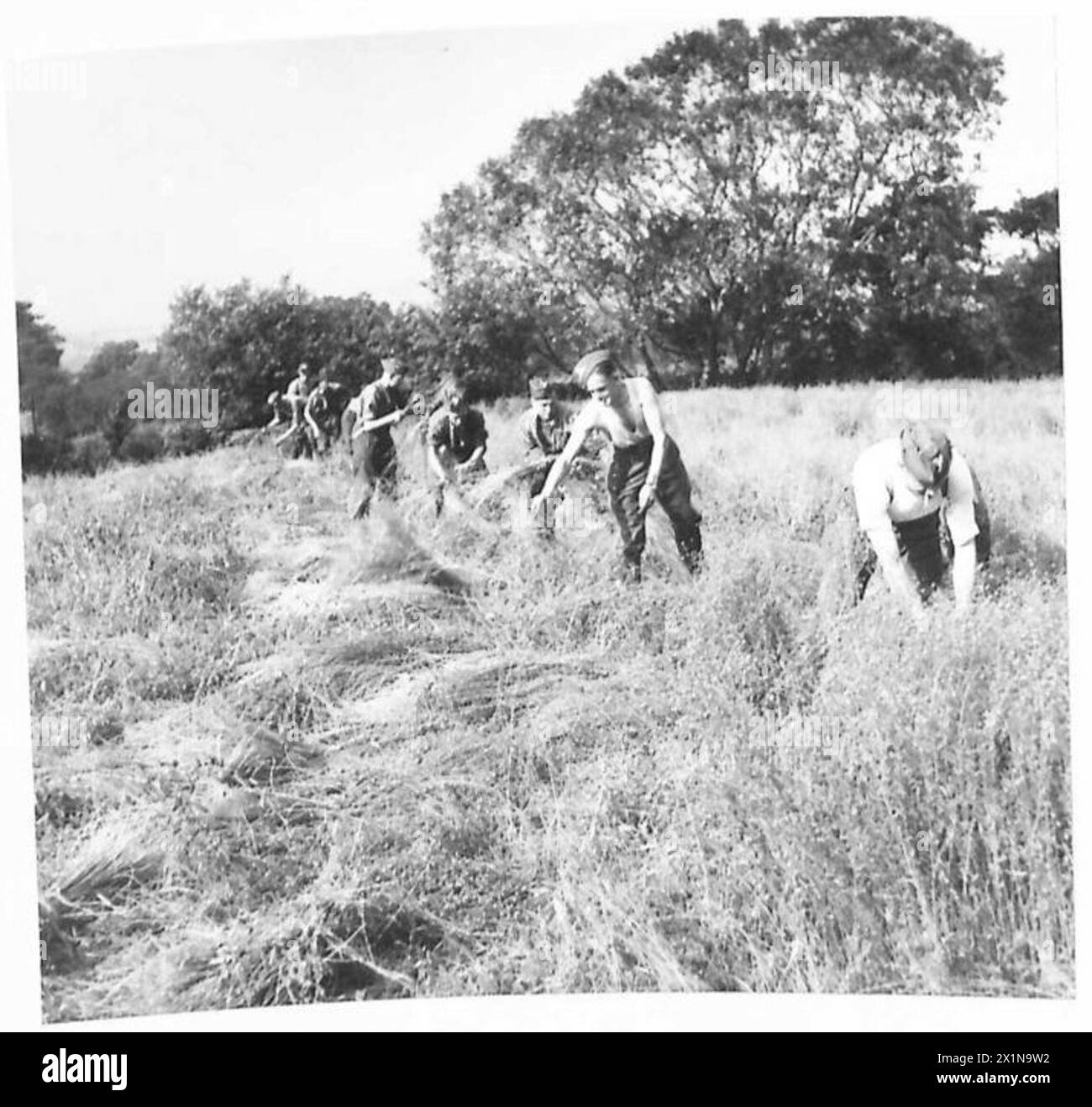 HARVESTING IN IRELAND - Soldiers 'pulling' the Flax up by its roots. The valuable fibre runs the whole length of the plant and that in the root is utilised too, British Army Stock Photo