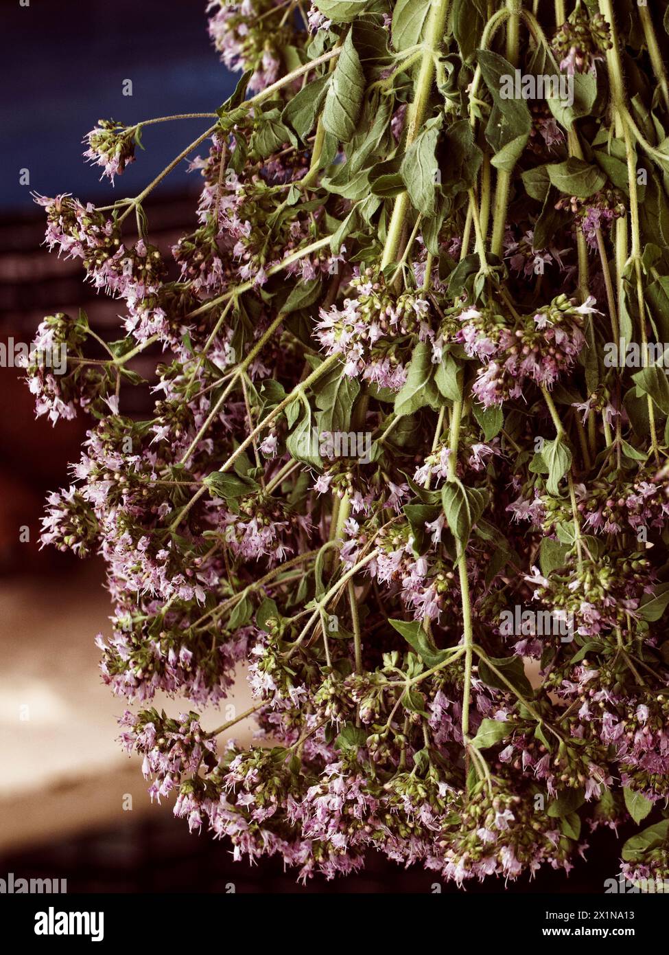 An array of blooming pink flowers enveloped in green leaves