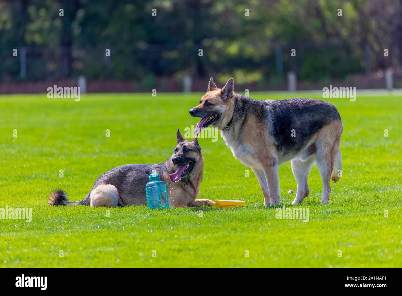 German shepherd running for a small ball Stock Photo