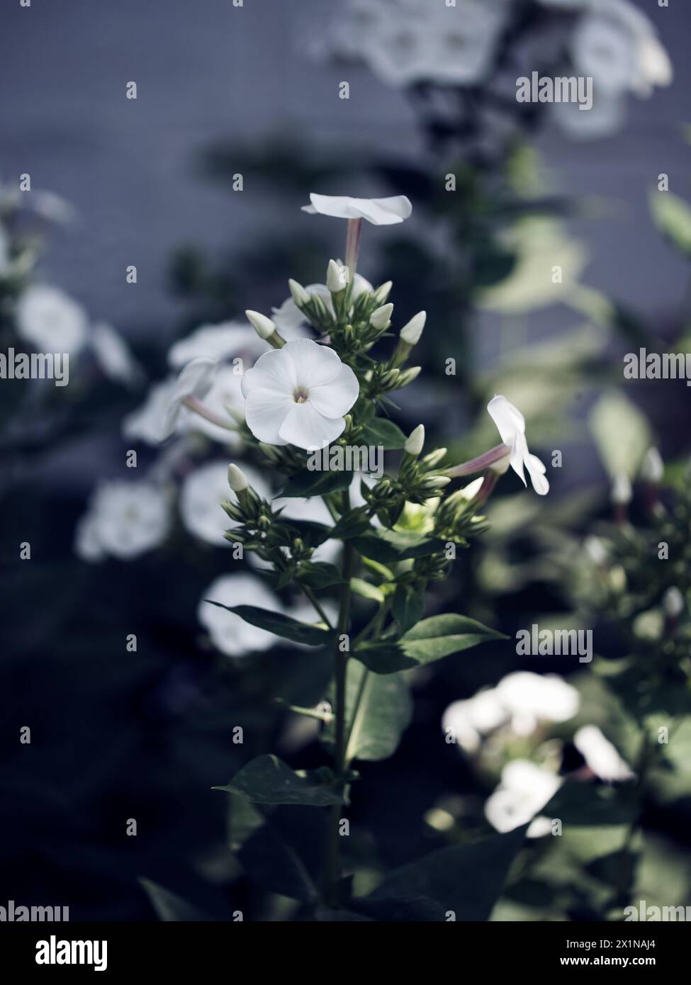 Blooming white flowers with distinct petal shapes are highlighted against the contrasting dark green leaves. Stock Photo