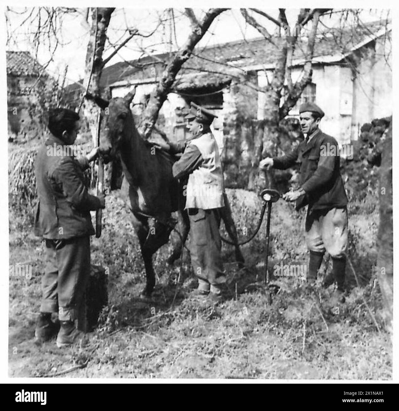 ITALY FIFTH ARMYKEEPING THE MULES FIT Pte. S.J. Dennis of 22 Queens