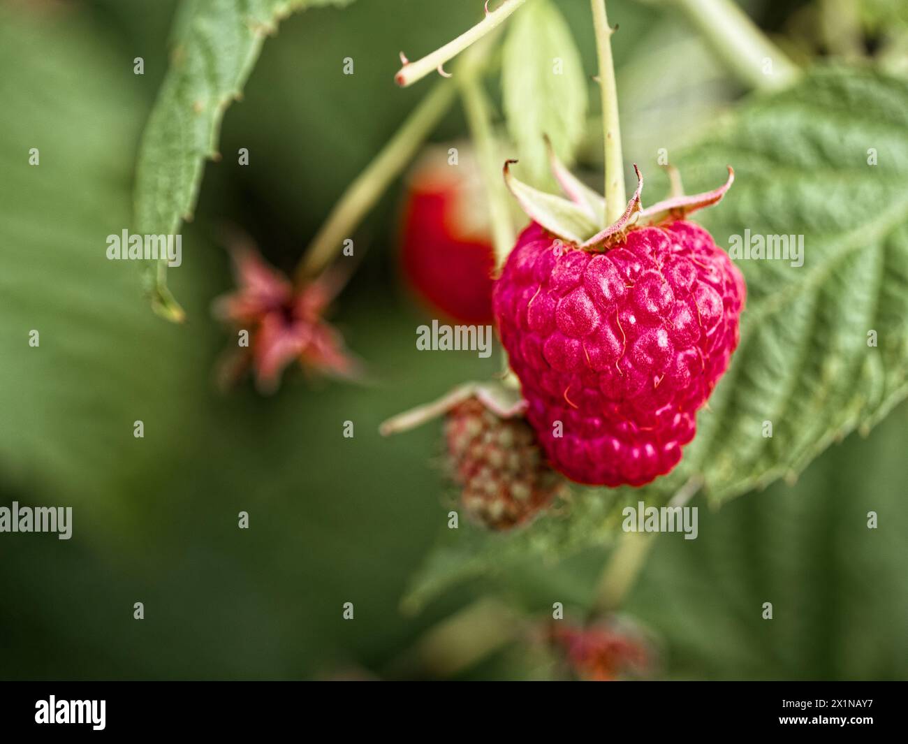 This image showcases a juicy red raspberry next to a green one ...