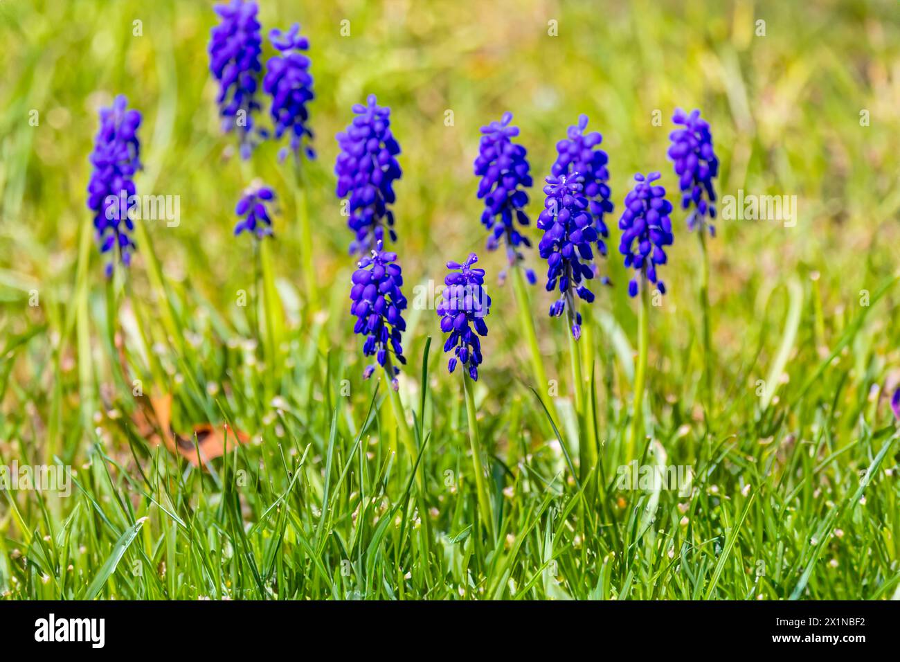 Muscari .The common name for the genus is grape hyacinth,  used as ornamental garden plants. Stock Photo