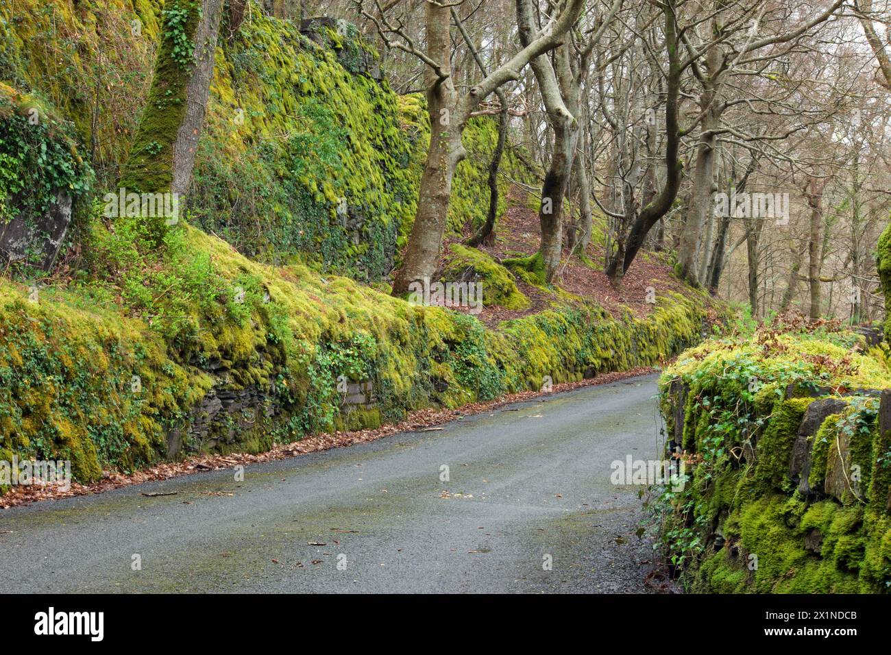 This mossy lane (Lon Ddinas in North Wales near Tregarth) includes mosses such as Eurhynchium striatum and Neckera complanata. Stock Photo