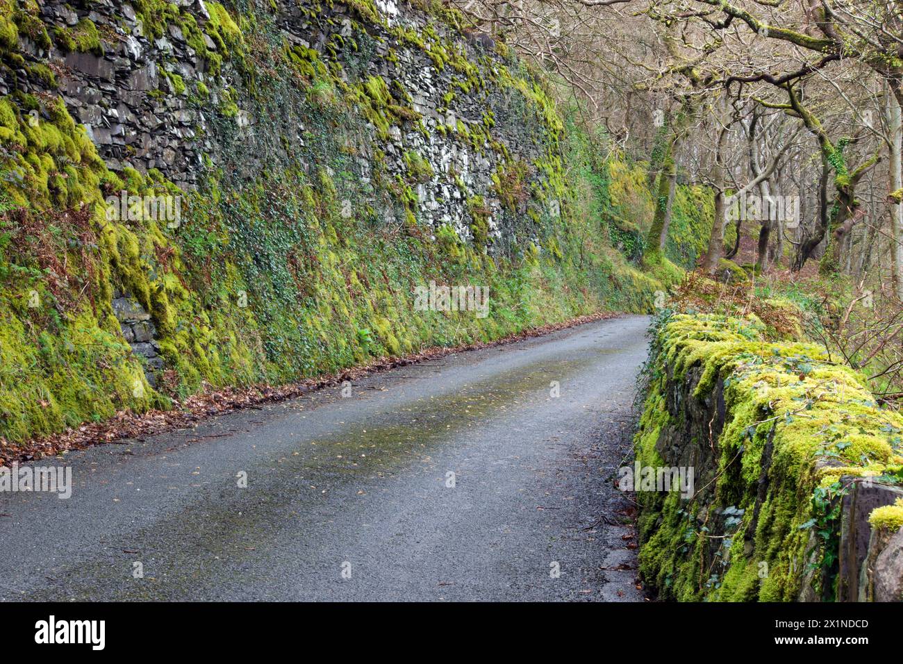 This mossy lane (Lon Ddinas in North Wales near Tregarth) includes mosses such as Eurhynchium striatum and Neckera complanata. Stock Photo