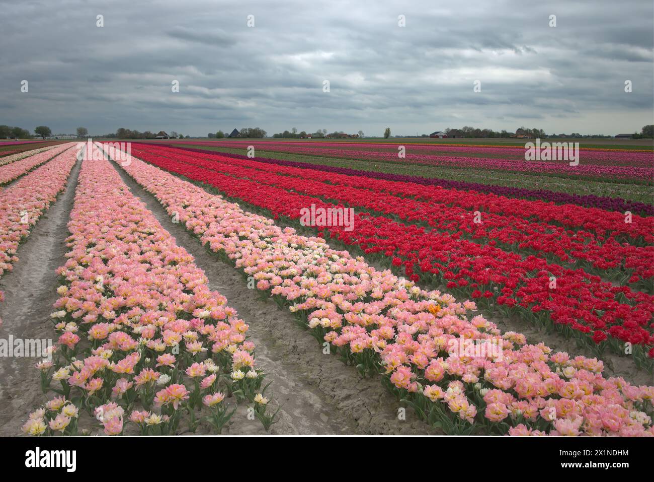 Tulpenveld met heel veel mooie kleuren en soorten. Stock Photo
