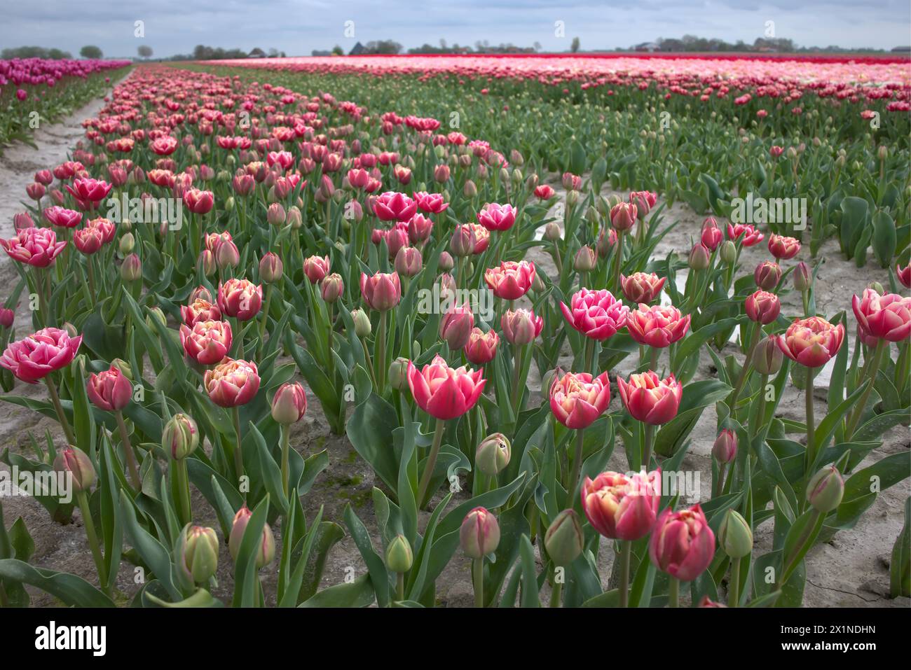Tulpenveld met heel veel mooie kleuren en soorten. Stock Photo