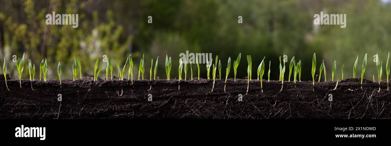 Barley plants hi-res stock photography and images - Alamy