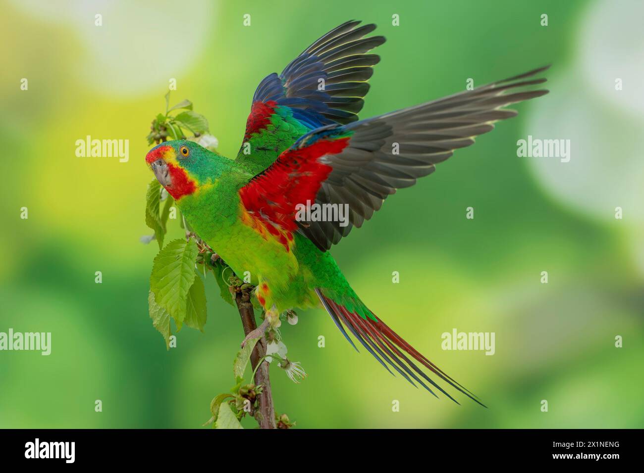 swift parrot, Lathamus discolor, crittically endangered Stock Photo - Alamy