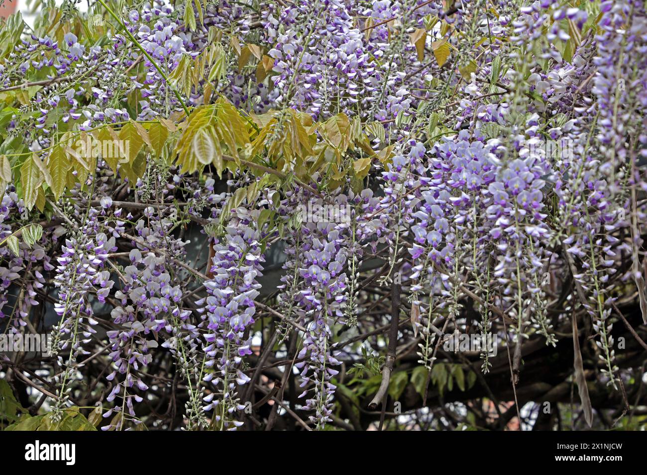 Giftige Zierpflanzen Die üppigen Blüten vom Blauregen hängen von den