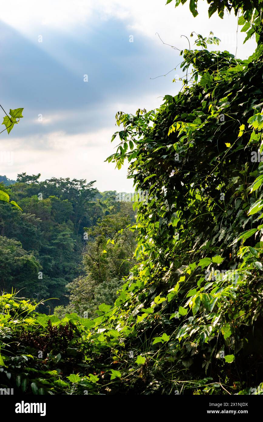 Photograph of Pico Bonito National Park, near La Ceiba, Honduras on an ...