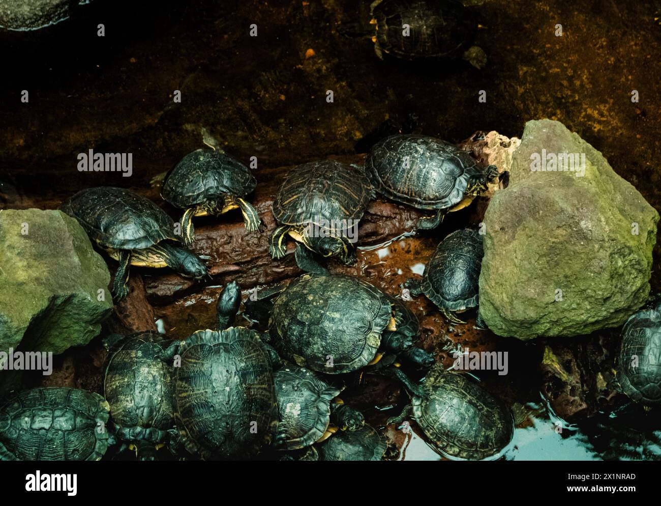 Turtle Ripples A captivating scene unfolds as a group of turtles gracefully swim ...