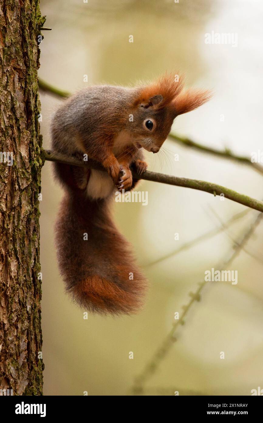 Cute red squirrel (Sciurur vulgaris) climbing on tree trunk bark in autumn  forest. Photo with nice blured colors in background Stock Photo - Alamy, image size:866x1390