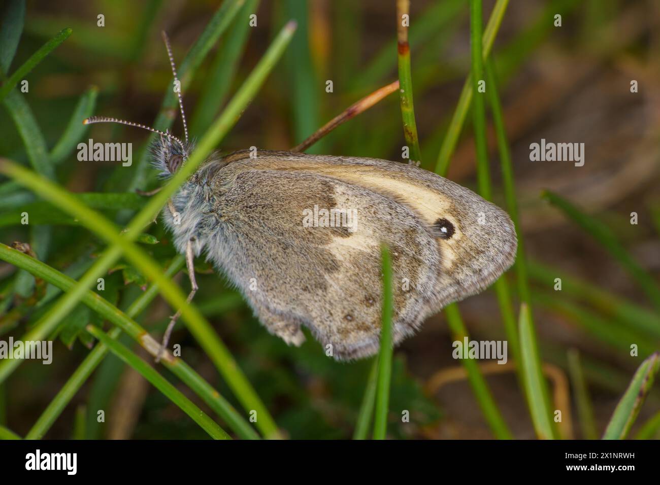 Coenonympha pamphilus Family Nymphalidae Genus Coenonympha Small heath butterfly wild nature insect wallpaper, picture, photography Stock Photo