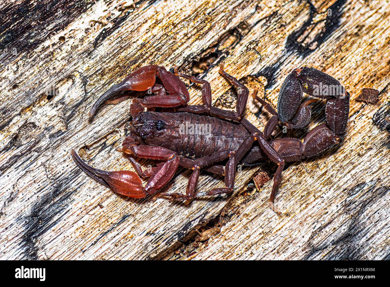 Brown bark scorpion close up image taken in Panama Stock Photo