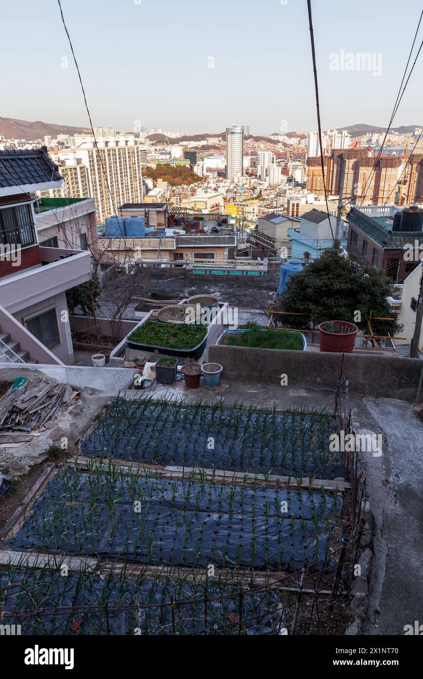 Small vegetable garden with herbs in the beds. Vertical street photo of Busan, South Korea Stock Photo