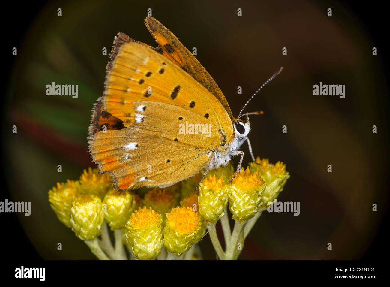 Lycaena virgaureae Family Lycaenidae Genus Lycaena Scarce copper butterfly wild nature insect photography, picture, wallpaper Stock Photo
