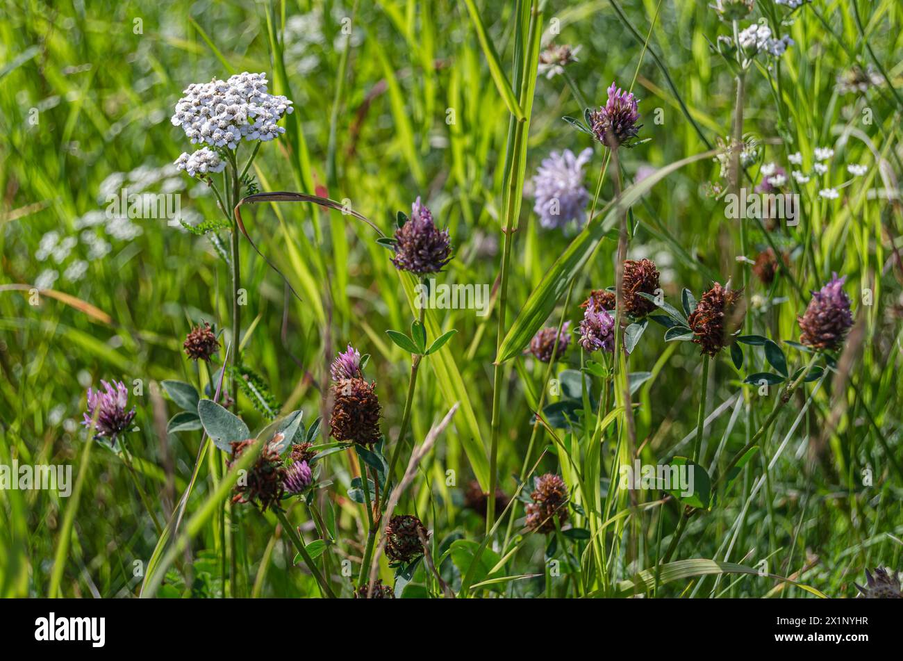 Detail of wild field flowers and green grass Stock Photo - Alamy