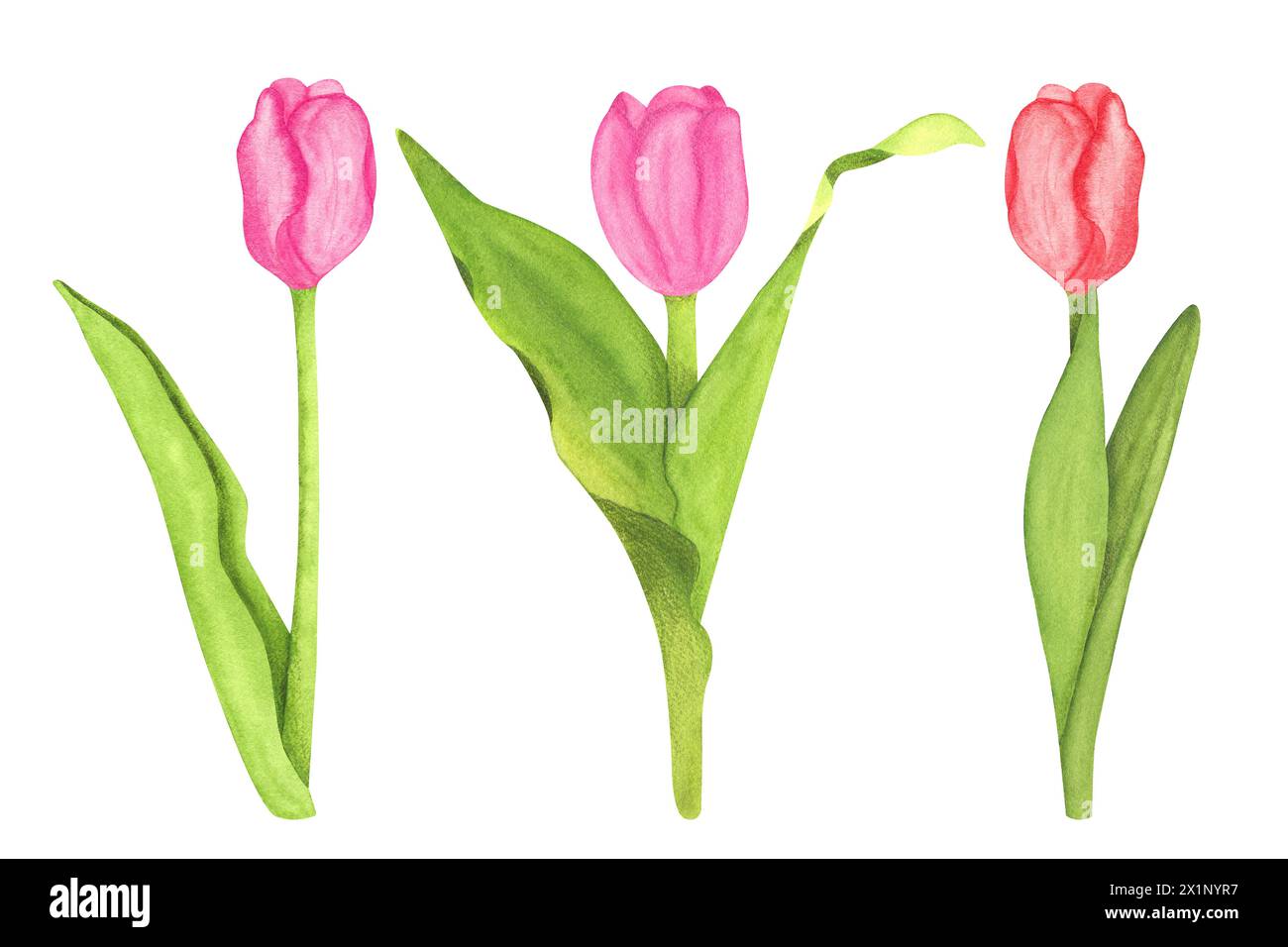 Watercolor set of beautiful tulips. Hand drawn pink tulip flowers ...