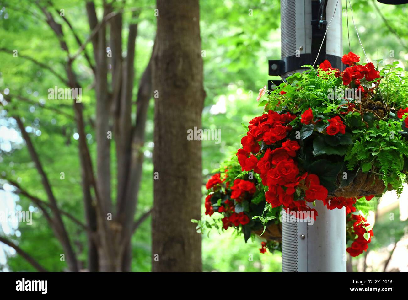 A pot of ranunculus decorated with a lamp post in a town with beautiful fresh greenery lined with roadside trees Stock Photo