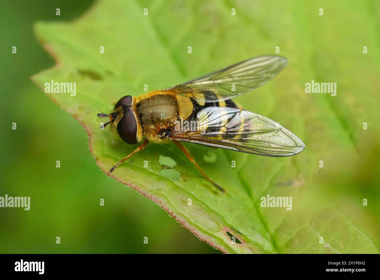 Detailed closeup on the European Common banded hoverfly, Syrphus ribesii sitting on a green leaf Stock Photo