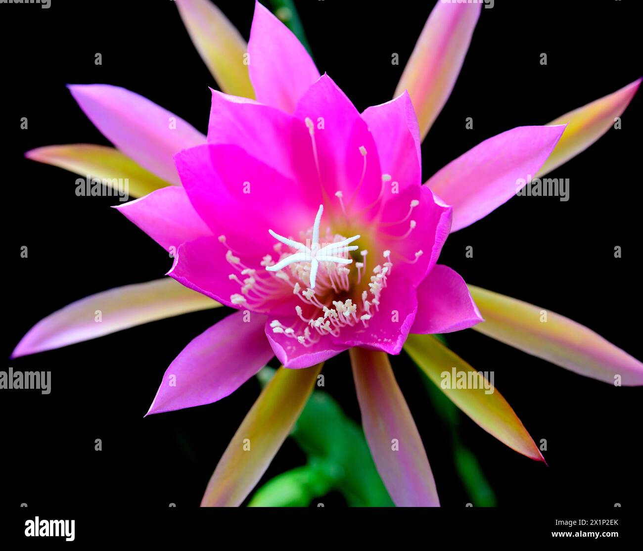 Pink Cactus Orchid Flower (Epiphyllum hybrid ‘ Gitti Paetz’) on Black Background Stock Photo