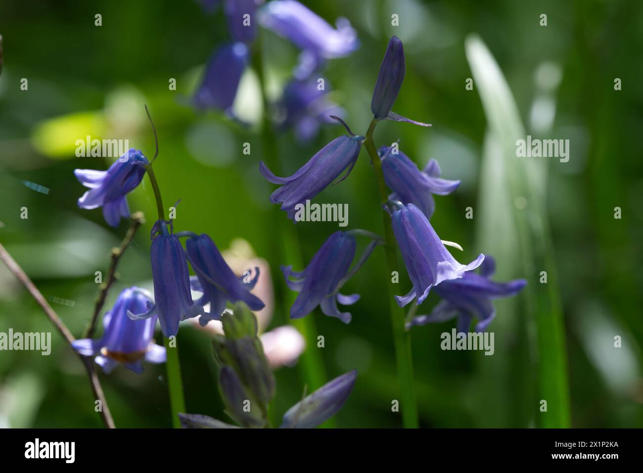 Bluebells flowering Highgate woods in North London, UK Stock Photo