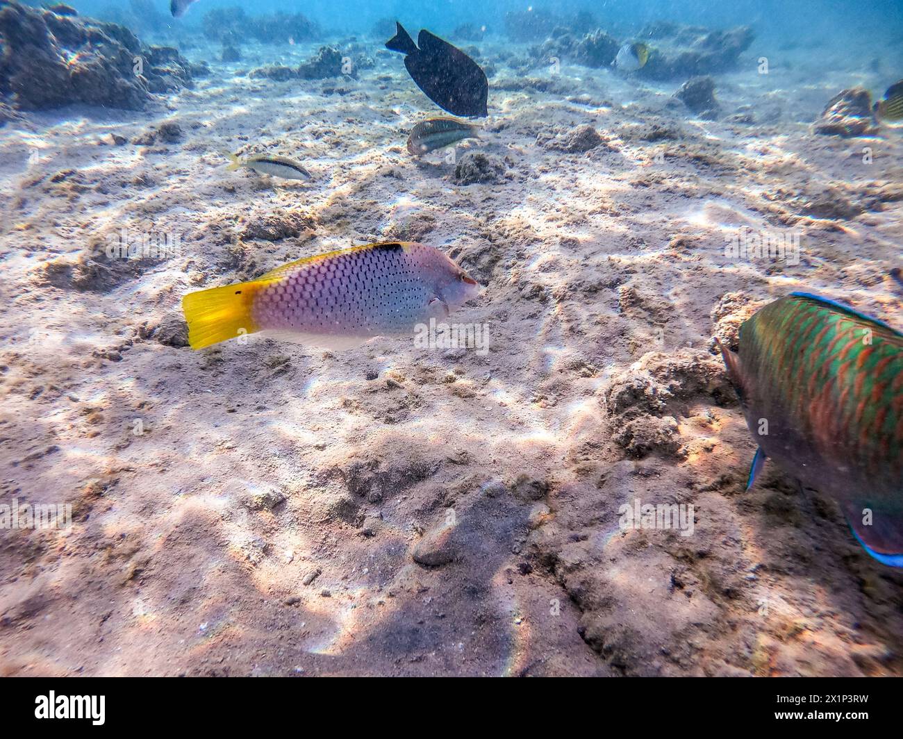 Tropical Checkerboard wrasse known as Halichoeres hortulanus underwater on sand sea bottom at the coral reef. Underwater life of reef with corals an Stock Photo