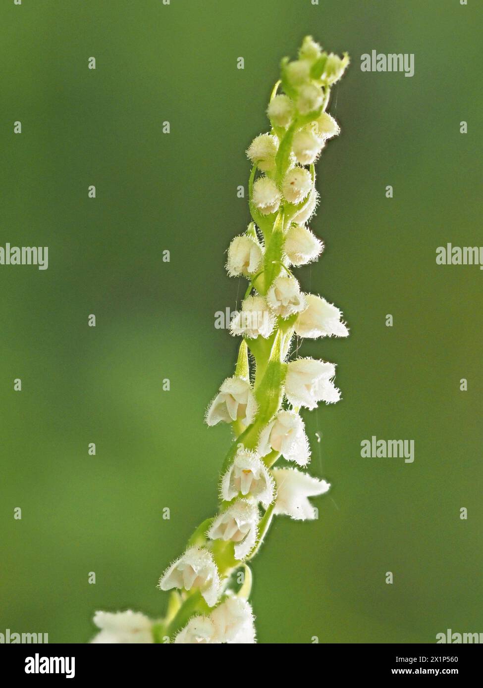 tiny white flowers on flowerspike of Creeping Ladies Tresses (Goodyera repens) orchid aka dwarf rattlesnake plantain/lesser rattlesnake plantain in US Stock Photo