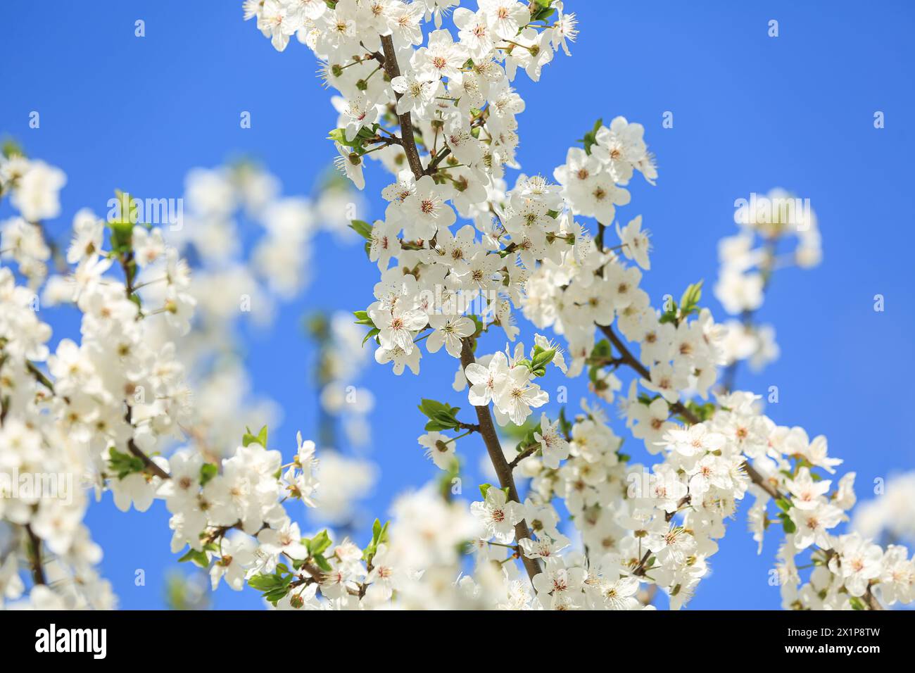 Beautiful blossoming tree branches against blue sky background, closeup Stock Photo