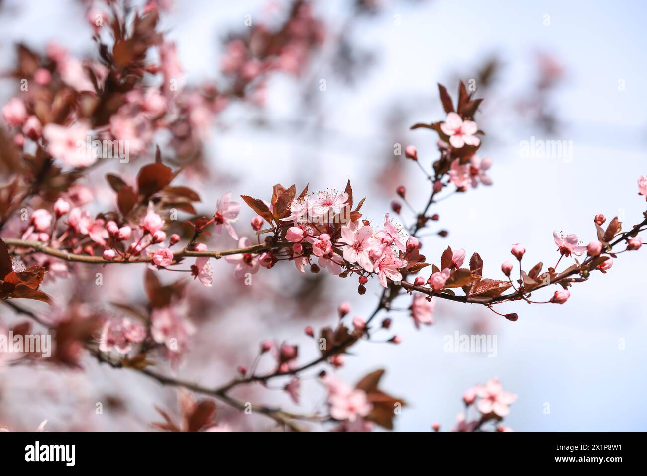 Beautiful blossoming tree branches on sunny spring day outdoors Stock Photo
