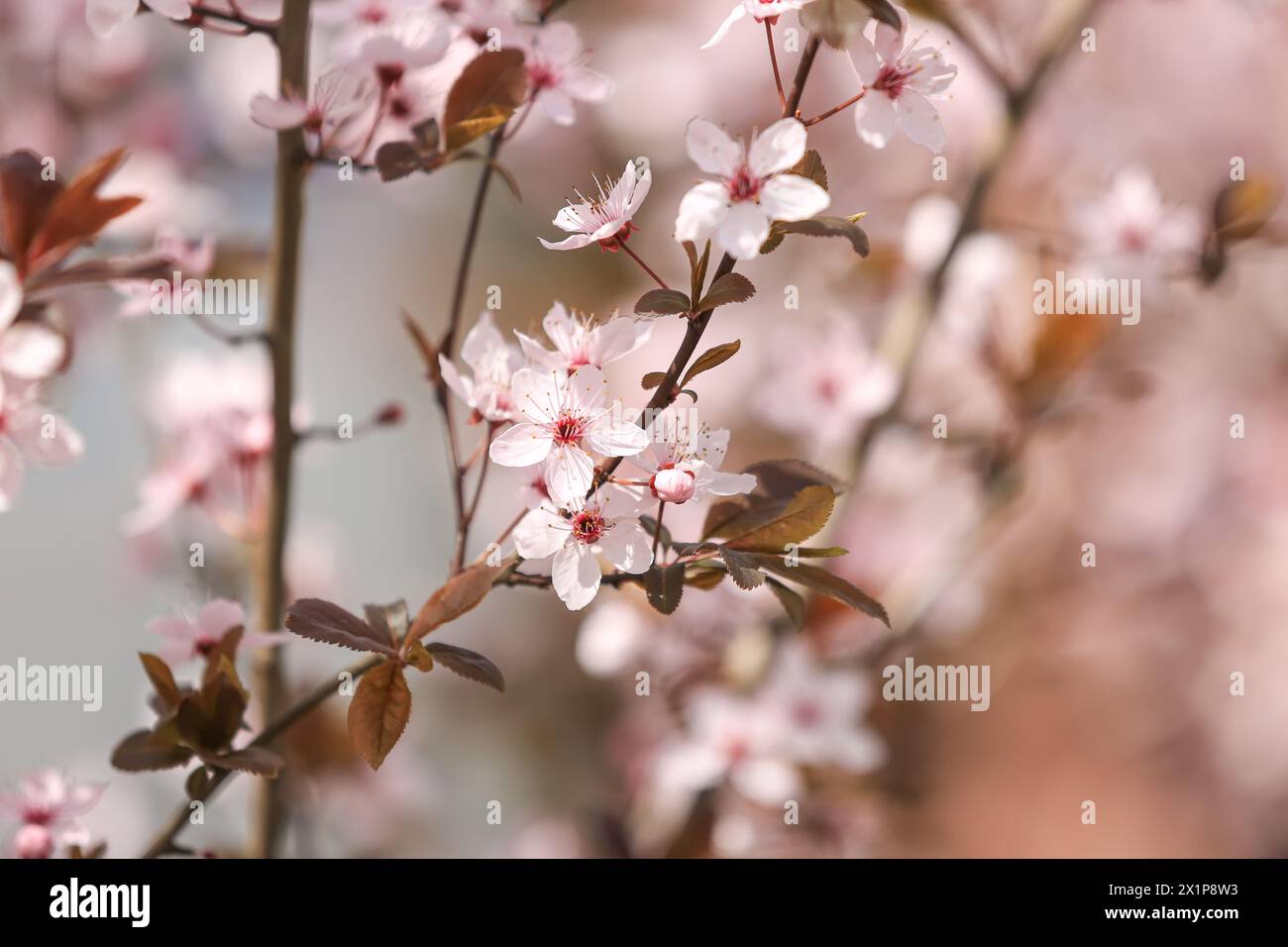 Beautiful blossoming tree branch on spring day outdoors Stock Photo