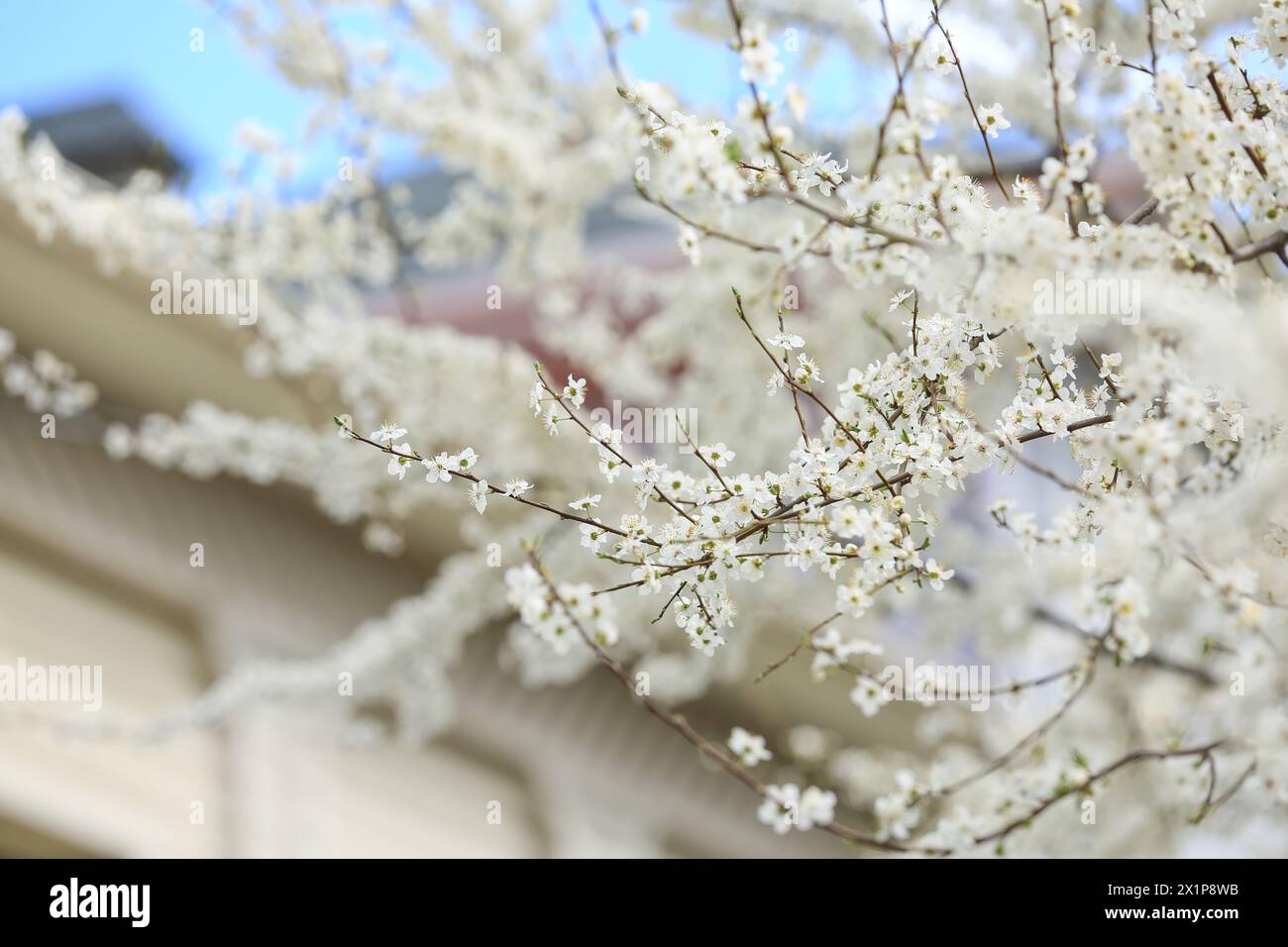 Beautiful blossoming tree branches on sunny spring day outdoors Stock Photo