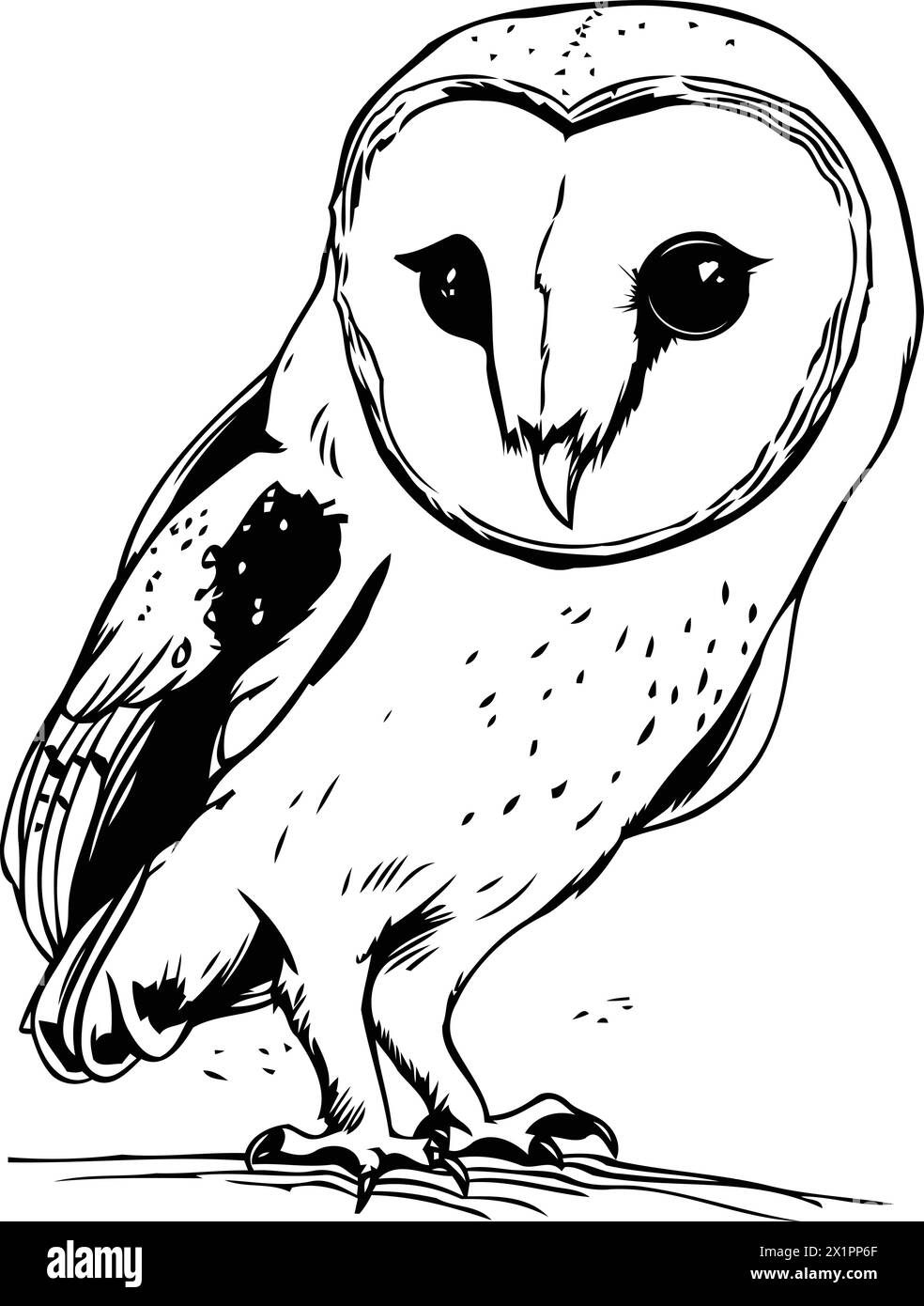 Hand drawn vector illustration of a Barn Owl. Isolated on white ...